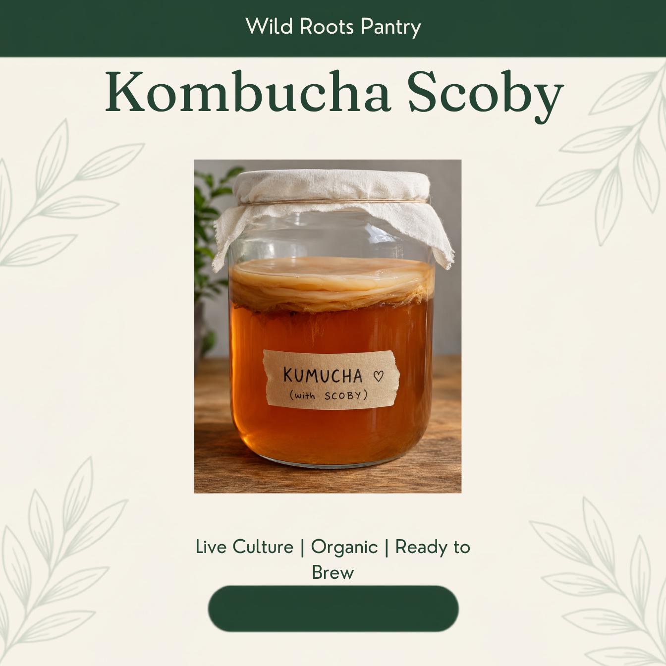 Kombucha SCOBY – Live Culture Starter